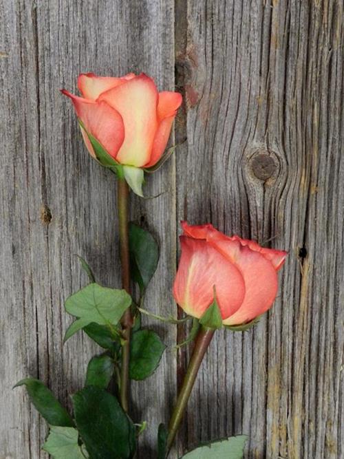HIGH & ORANGE MAGIC  BICOLOR ORANGE/YELLOW  ROSE